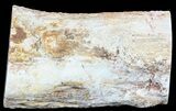 Polished Petrified Wood Limb - Madagascar #54602-2